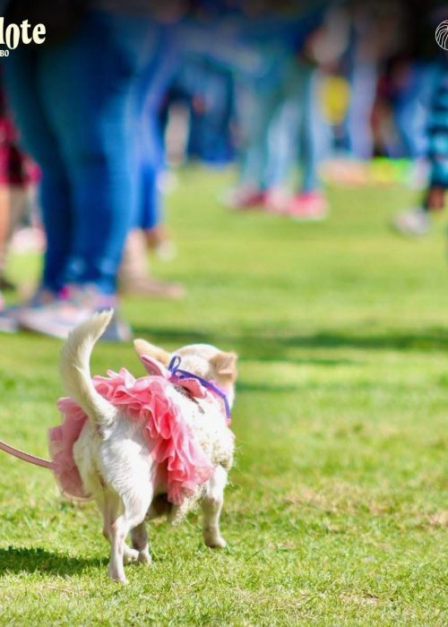 WhatsApp Image 2025-03-14 at 4.36.51 AM (1)